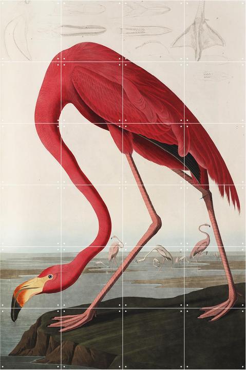 Ixxi Flamingo Audubon (80 x 120 cm)