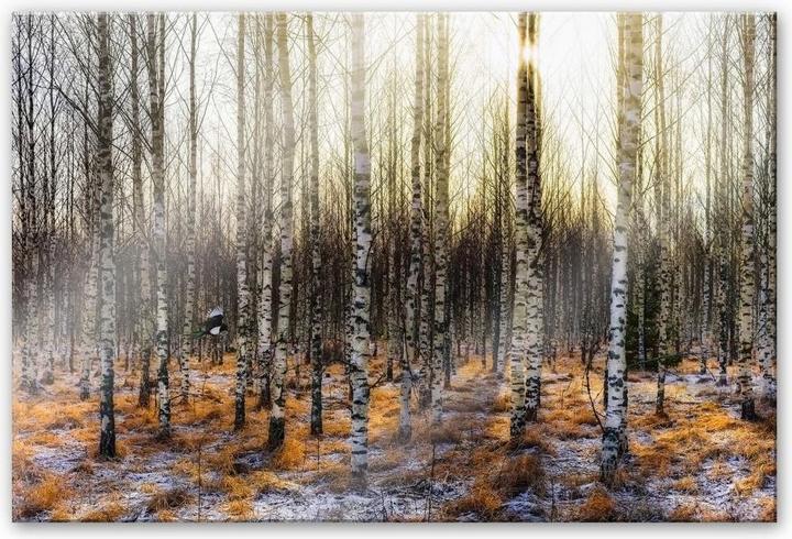 Image du produit Trenddeko Soleil dans la forêt de bouleaux (200 x 130 cm)