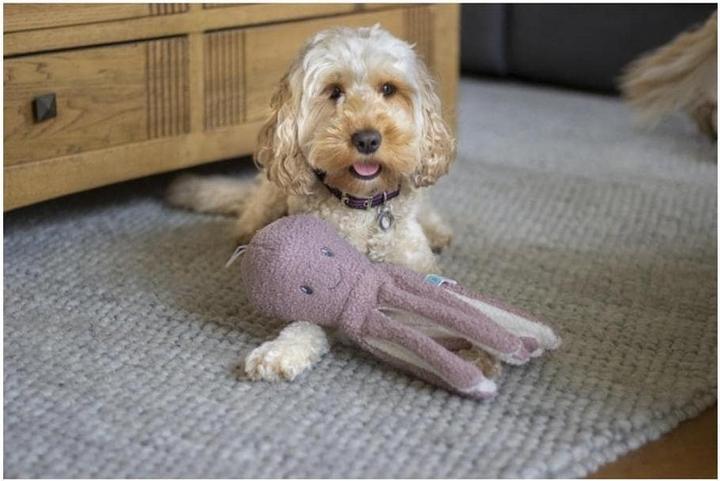 Image du produit Rosewood Tufflove Octopus (Jouet en peluche pour chiens)