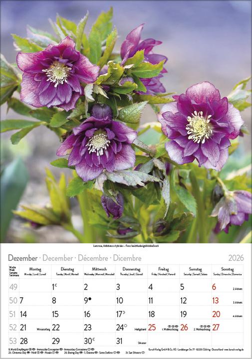 Produktbild Bltenzauber 2026