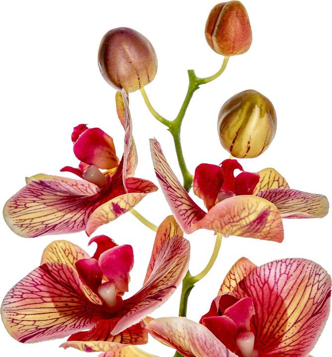 Actual product image pfister Orchid