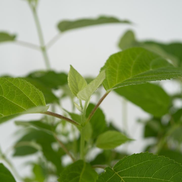 Actual product image Plant in a Box Hydrangea Strong Annabelle - Hydrangea (30 cm)