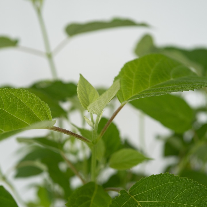 Produktbild Plant in a Box Hydrangea Strong Annabelle - 3er Set Hortensien (30 cm)