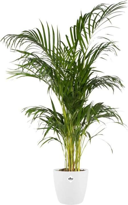 Produktbild Elho Brussels (24.30 cm)