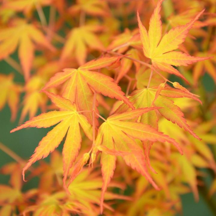 Immagine prodotto Plant in a Box Acer palmatum 'Orange Dream' - Japanischer Ahorn (35 cm)