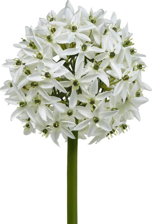 Viana Knstlicher Allium Kugellauch Zierlauch mit grosser filigraner Blte  (10 cm)