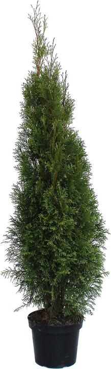 Actual product image Zulauf Smaragd American Arborvitae (125 cm)