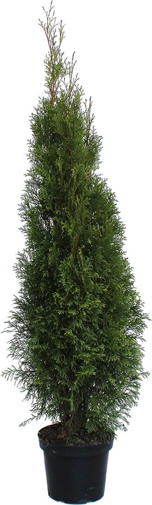 125 cm