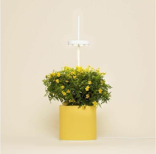 Produktbild Prêt à Pousser Kräutertopf Nano, Mimosa Yellow (10.50 x 13.50 x 45.40 cm)