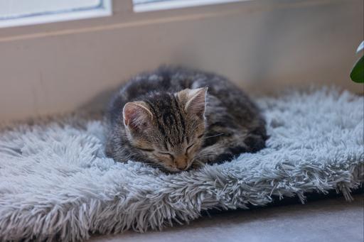 Immagine prodotto Beeztees Blizz (Gatto)
