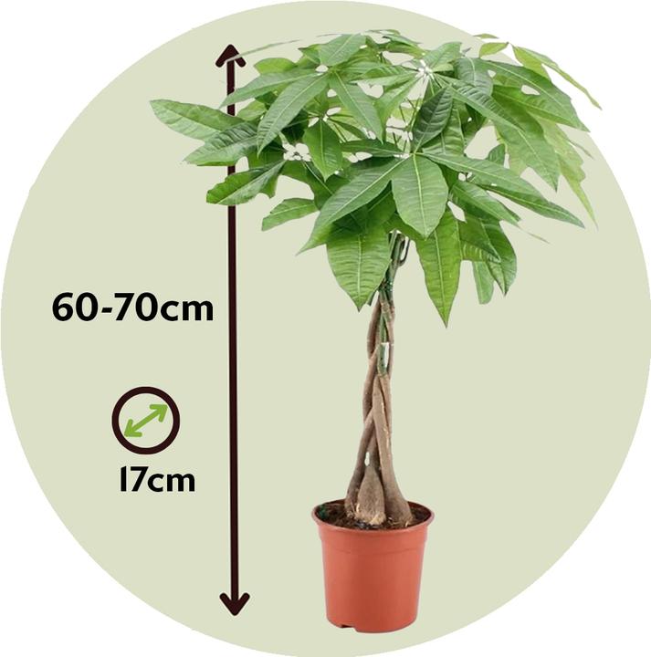Immagine prodotto Plant in a Box Pachira Aquatica - Albero dei soldi (60 cm)