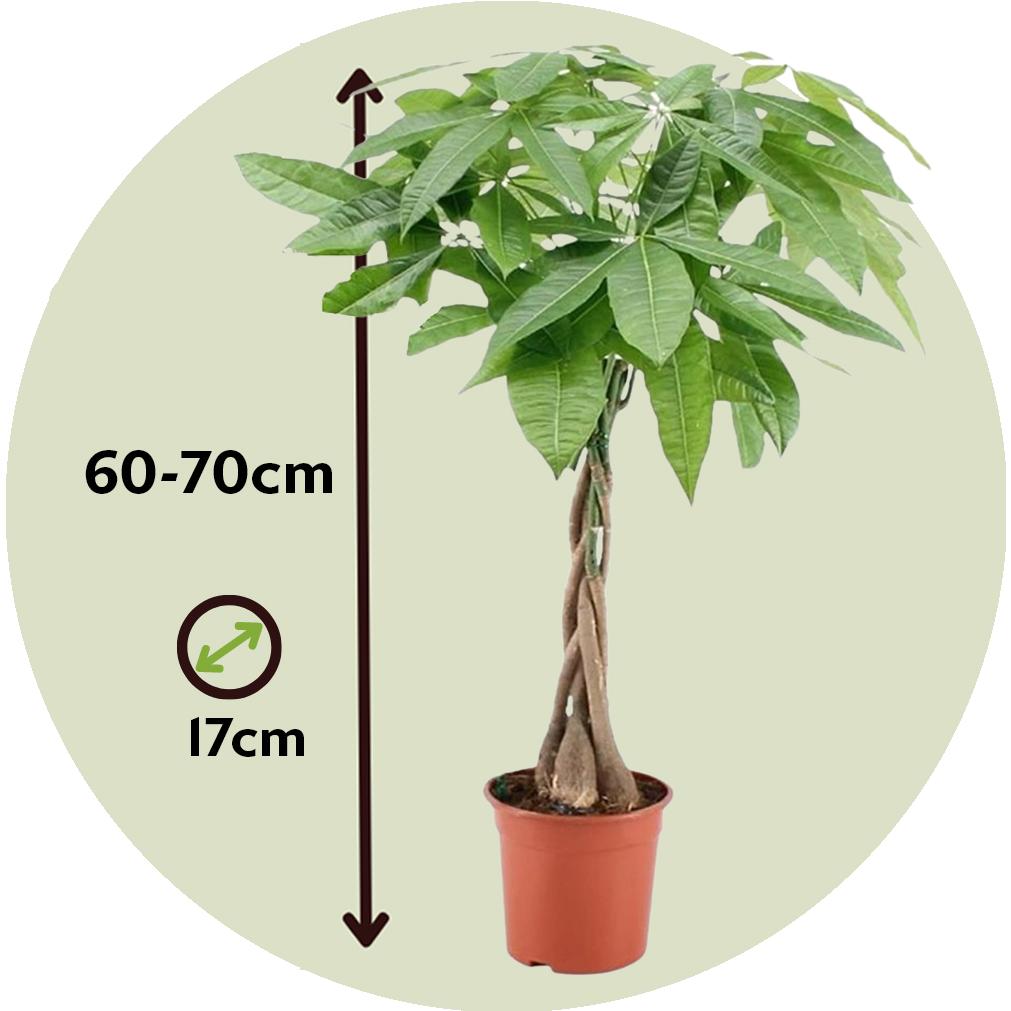 Thumbnail - Plant in a Box, Pflanzen, Pachira Aquatica - Geldbaum (60 cm)
