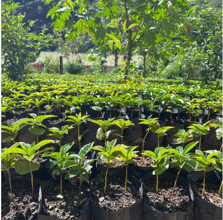 Actual product image Turm Kaffee Bio&Fair Ethiopia Sidamo (250 g, Medium roast)