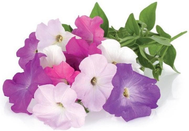 Productafbeelding Click and Grow Petunia (Bloemzaden)