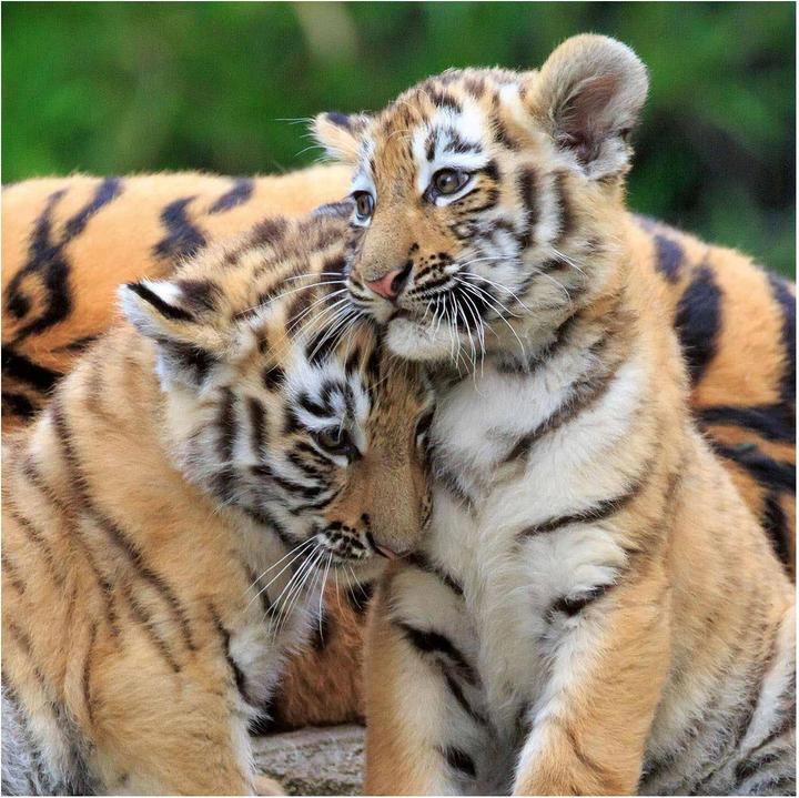 Immagine prodotto Ravensburger Panda, tigre e leone (49 pezzi)