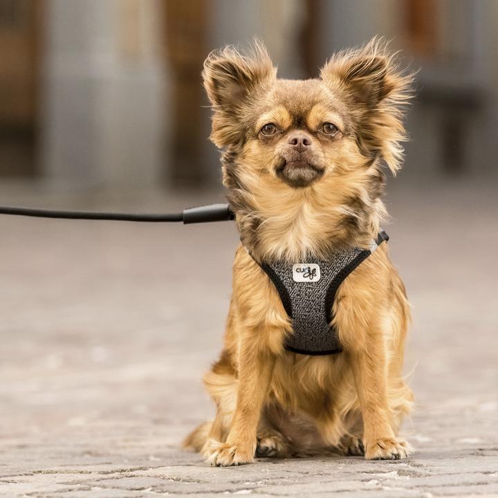 Actual product image Curli Tableware Merino (XXS, Dog, General)