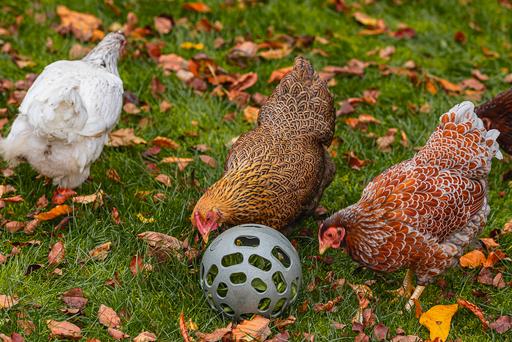 Produktbild Beeztees Huehner Snackball