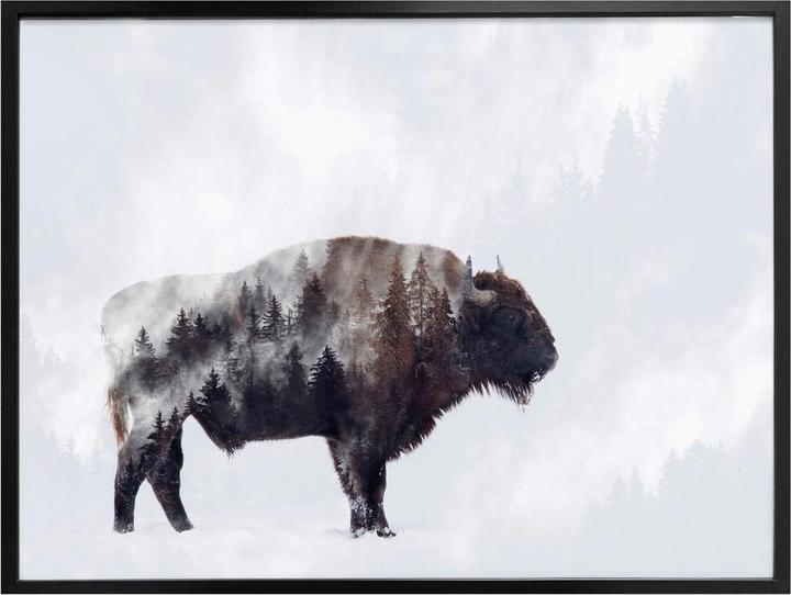 Produktbild Trenddeko Der Bison (80 x 60 cm)