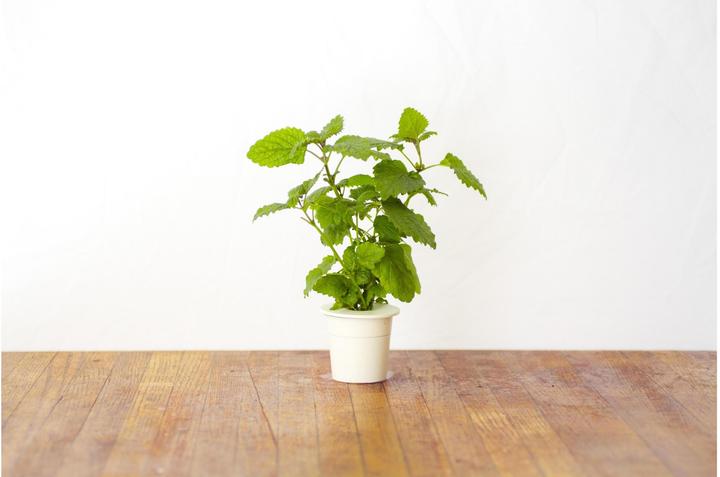 Produktbild Click and Grow Lemon Balm (Kräutersamen)