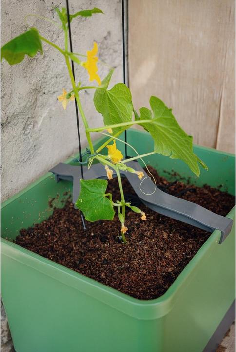 Image du produit Gusta Garden CURT CUCUMBER Gurkentopf Grau (28.70 cm, 33.50 cm)