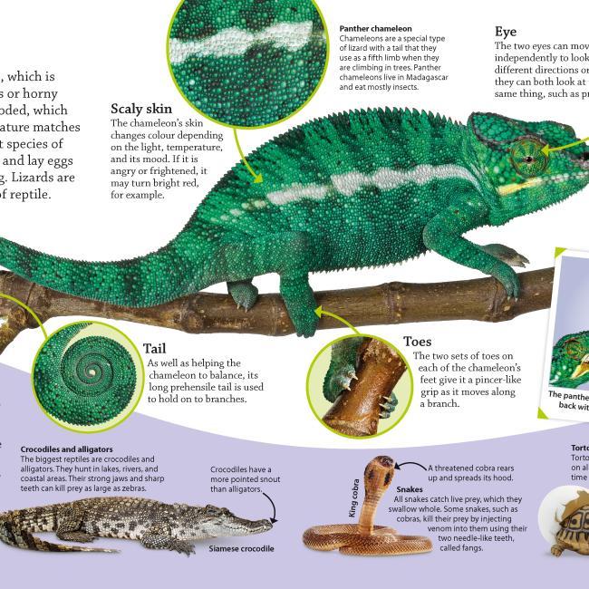 Produktbild Animals (Englisch, Andrea, DK, Katie(Dr.), Mills, Parsons, 2016)