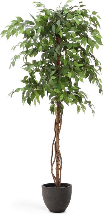 Image du produit Kave Home Ficus (180 cm)
