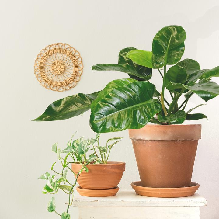 Actual product image VEG and the City Cali (Tree Lover - Philodendron Imperial Green) (65 cm)