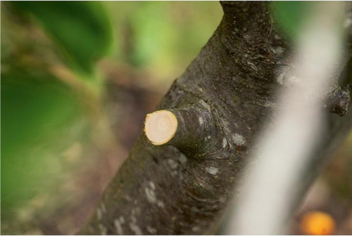 Actual product image Bosch Home & Garden AdvancedPrune 18V-45 cordless garden shears (1x2.0Ah) (long)