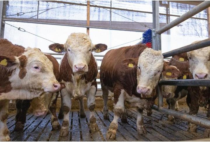 Actual product image Kerbl Scratch (90 cm)