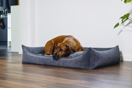 Actual product image Beeztees Veo (Dog)