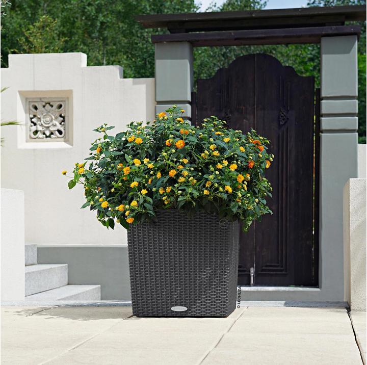 Image du produit Lechuza Cube Cottage (40 cm)