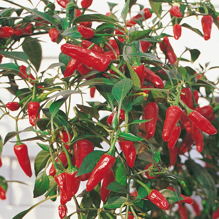 Image du produit Samen Mauser Poivrons (Graines de légumes)