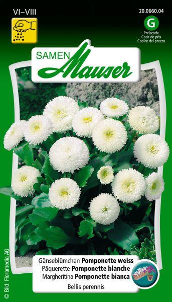 Samen Mauser Daisy Pomponette bianco (Semi di fiori)