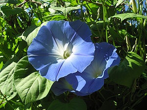 Produktbild Samen Mauser Prunkwinde Blauer Himmel (Pflanzensamen)