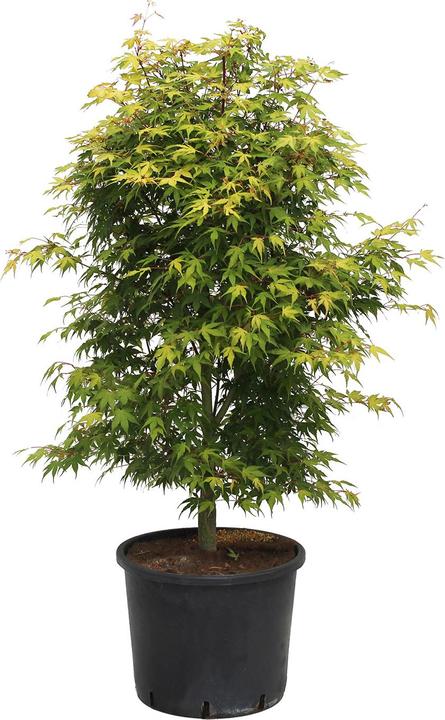 Produktbild Zulauf Japanischer Fächer-Ahorn / Acer palmatum 'Katsura' (125 cm)