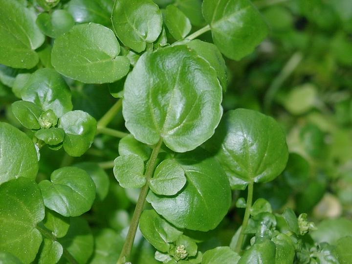 Produktbild Samen Mauser Brunnenkresse (Kräutersamen)