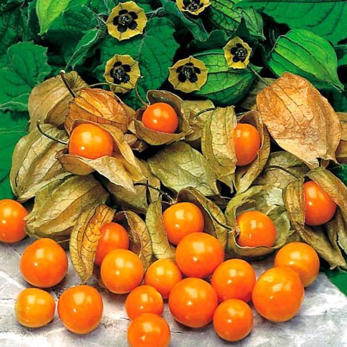 Produktbild Samen Mauser Andenbeere (Früchtesamen)