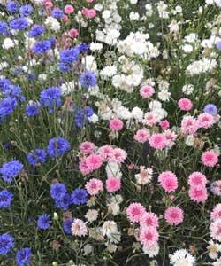 Produktbild Samen Mauser Prachtmischung (Pflanzensamen)