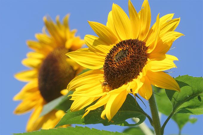 Image du produit Samen Mauser Tournesol Sonja (Graines de plantes)
