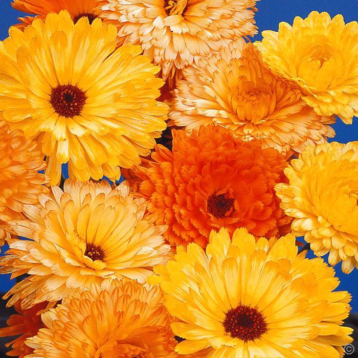 Actual product image Samen Mauser Marigold Pacific, double mixture (Plant seeds)