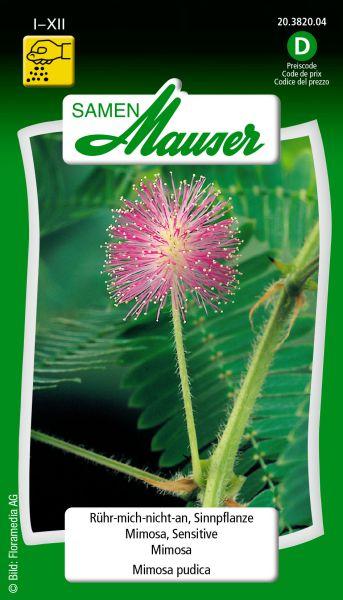Actual product image Samen Mauser Mimosa (Flower seeds)