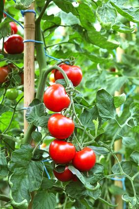 Image du produit Samen Mauser Cherry (Graines de légumes)