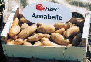 Produktbild Samen Mauser Saatkartoffel Annabelle (Gemüsesamen)