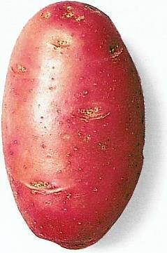 Immagine prodotto Samen Mauser Saatkartoffel Désirée (Semi di verdura)