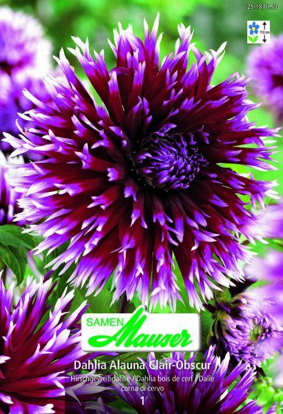 Immagine prodotto Samen Mauser Dahlia a forma di corno di cervo Alauna Clair-Obscur (Semi di fiori)