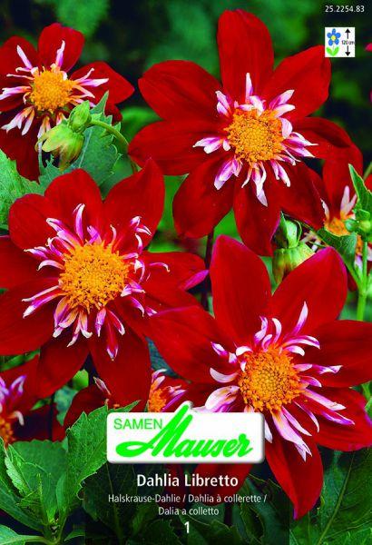 Produktbild Samen Mauser Halskrause-Dahlie Libretto (Blumensamen)