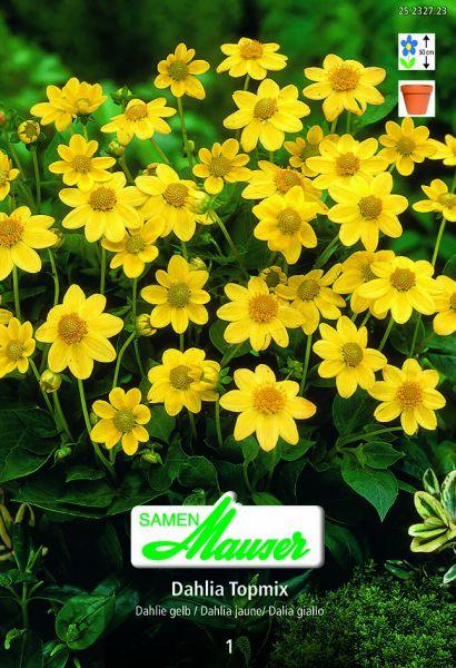Image du produit Samen Mauser Dahlia Topmix jaune (Graines de fleurs)