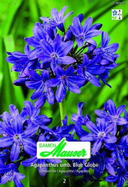 Image du produit Samen Mauser Agapanthus umbellatus Blue Globe (Graines de fleurs)