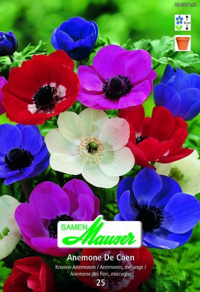 Produktbild Samen Mauser Anemonen Mischung (Blumensamen)