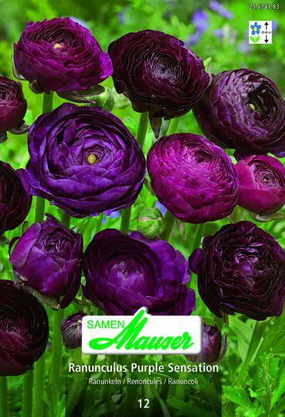 Produktbild Samen Mauser Ranunkeln Purple Sensation (Blumenzwiebeln)